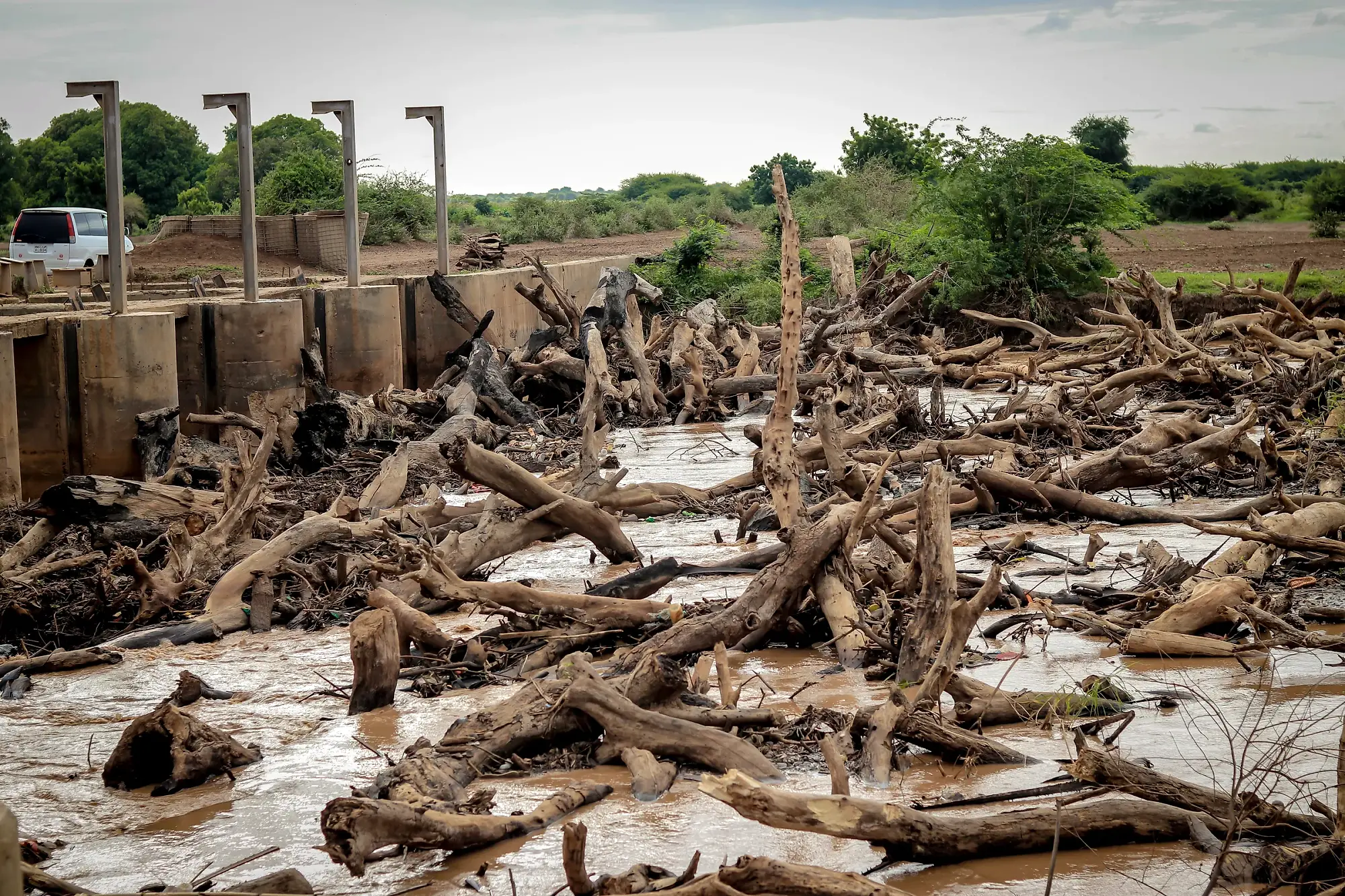 A raft of bleached driftwood and torn branches left stranded across the ground by receding water.