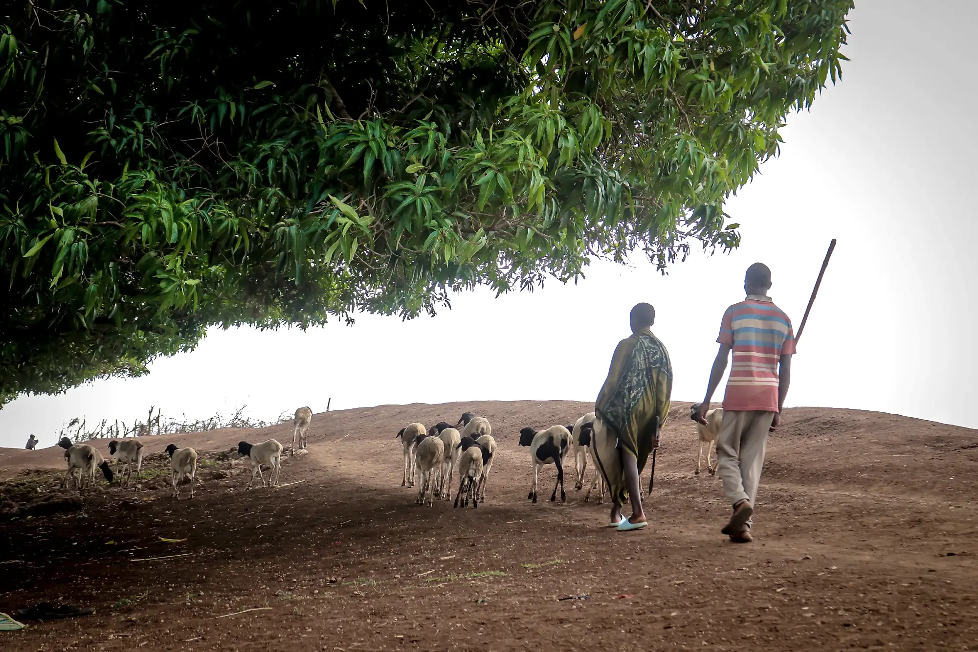 Sheep and goats driven along a treeline in flat light, two herders following.